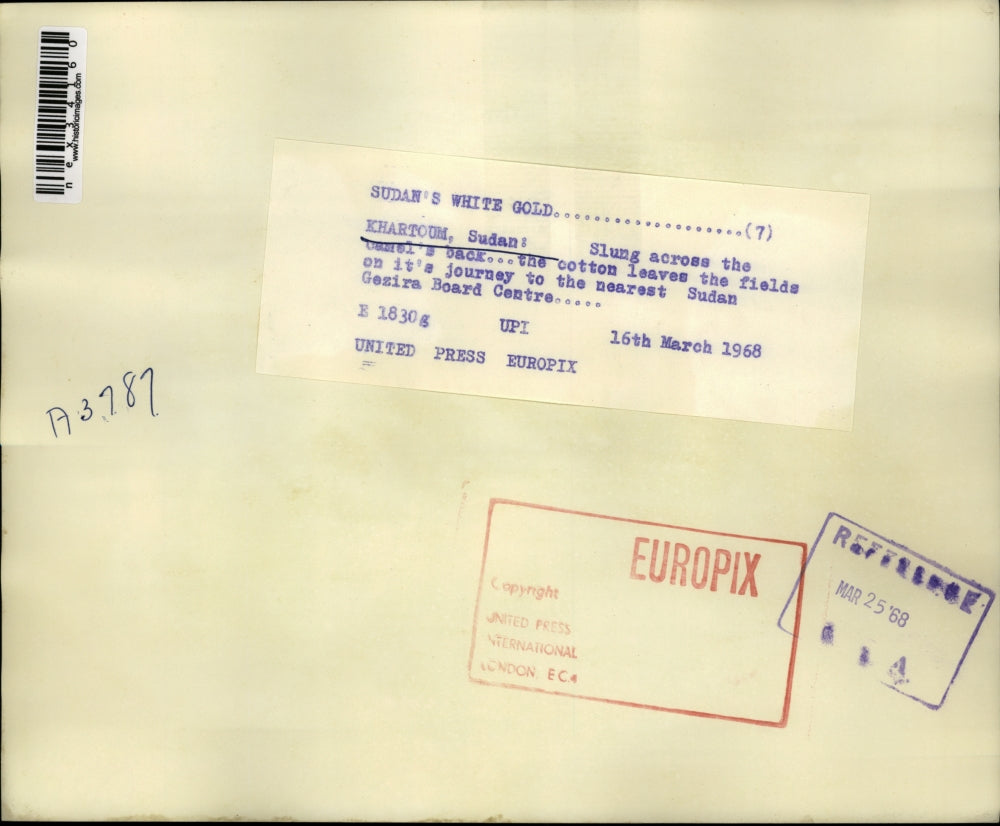 1968 Press Photo Cotton slung across camel's back for delivery to Sudan Gezira