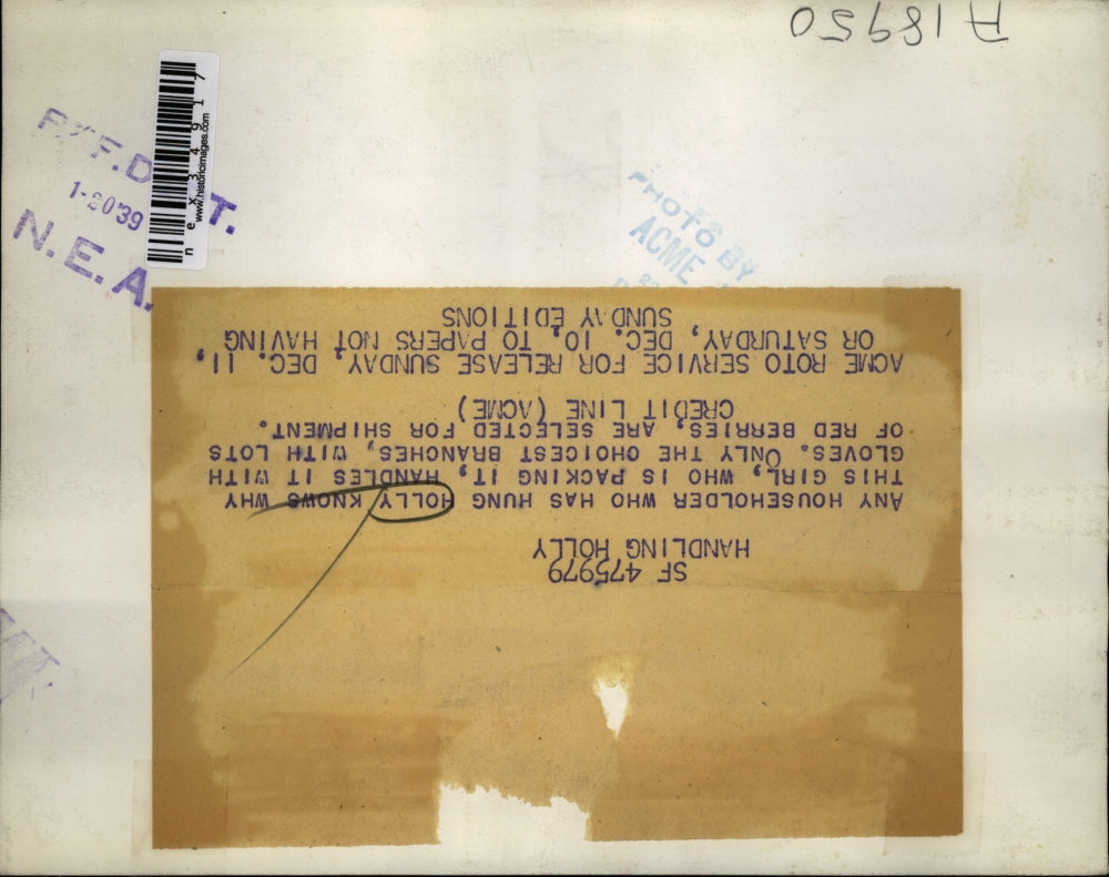 1939 Press Photo Girl sorting through holly.