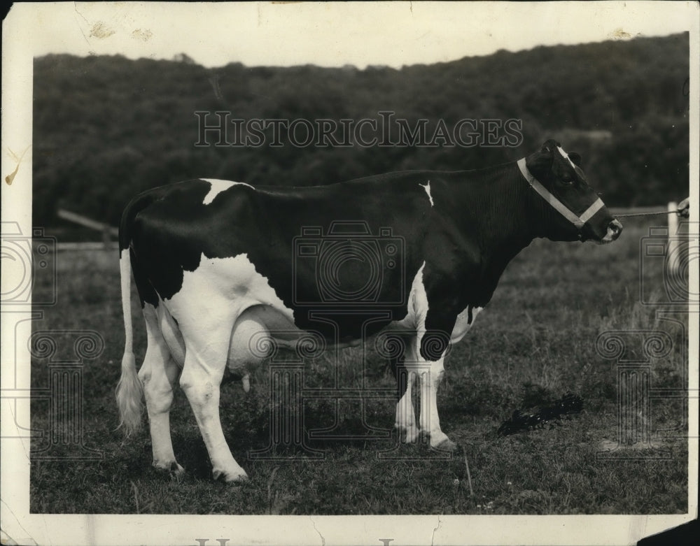 1926 Press Photo McCormick Ninia Burke Hengenveld champion cow