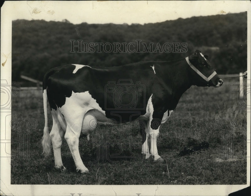 Load image into Gallery viewer, 1926 Press Photo McCormick Ninia Burke Hengenveld champion cow
