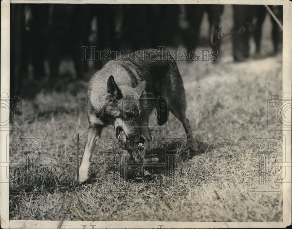 1924 Press Photo Gretcheb & Nacy dog & cat playing together