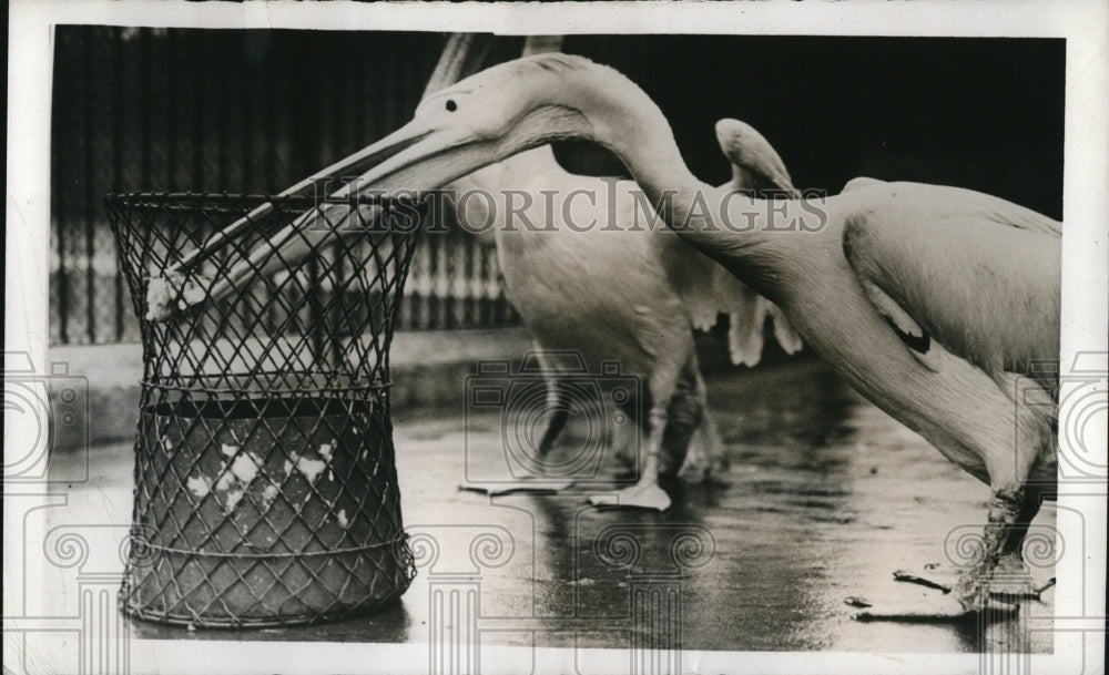 1941 Press Photo London England Zoo, Pelican
