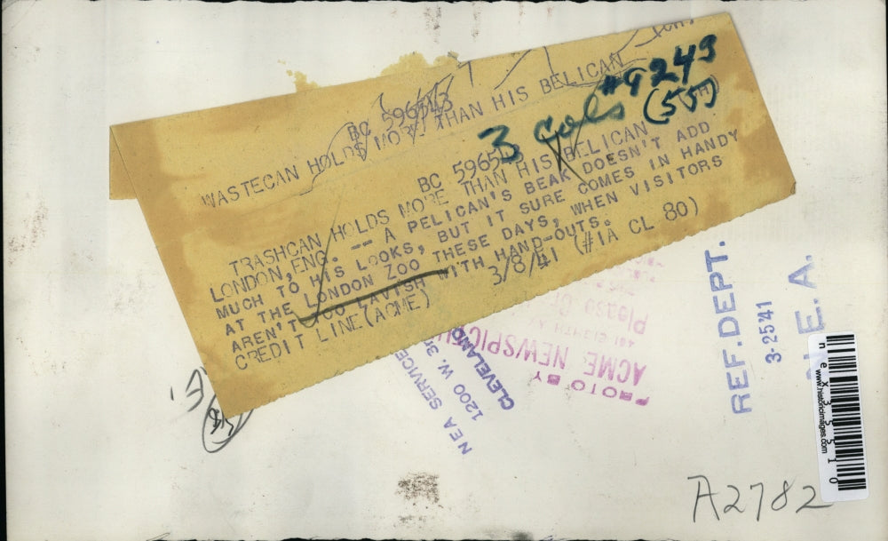 1941 Press Photo London England Zoo, Pelican