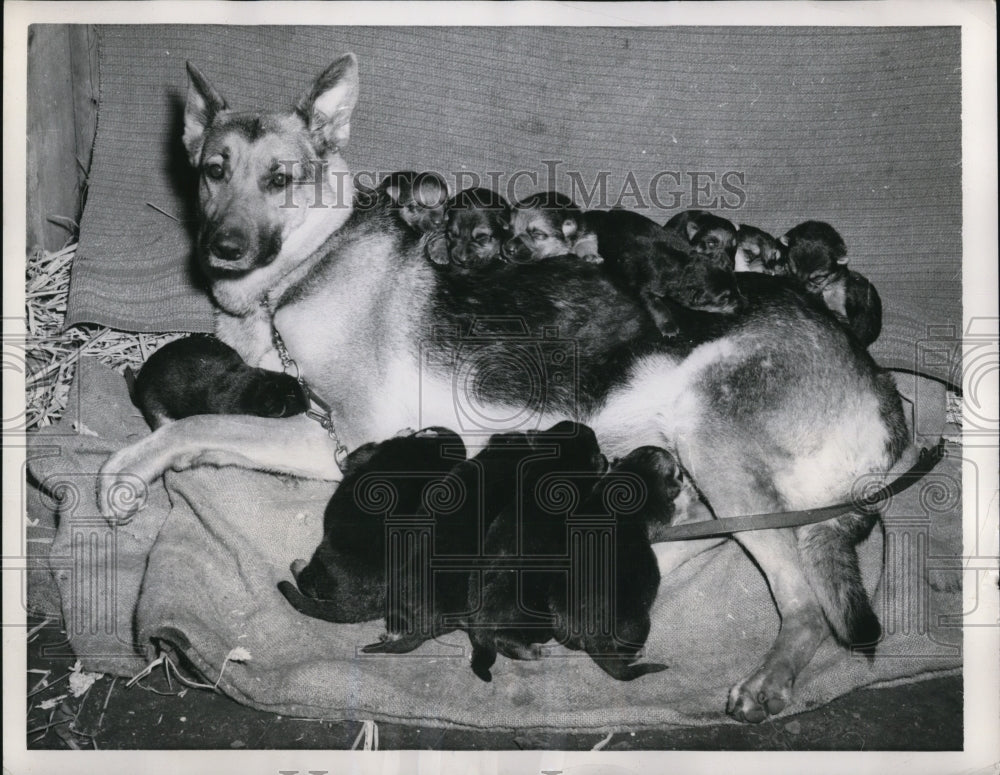 1953 Press Photo Gundel Von Domhugel w/ 15 new born puppies