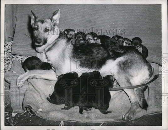 1953 Press Photo Gundel Von Domhugel w/ 15 new born puppies