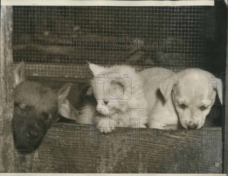 Load image into Gallery viewer, 1938 Press Photo Kitten &amp; puppies survivors of pet store fire
