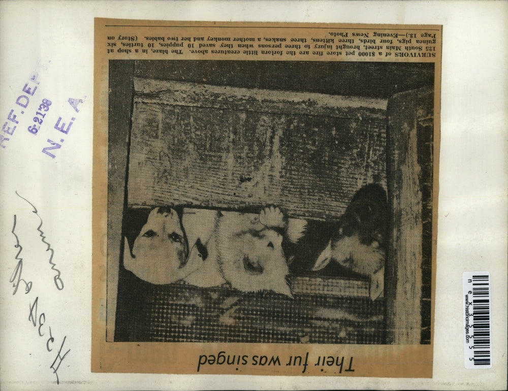 1938 Press Photo Kitten & puppies survivors of pet store fire