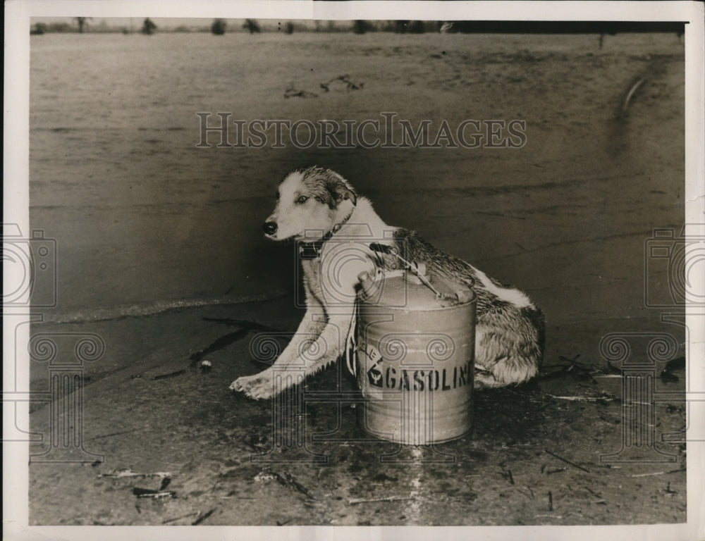1940 Press Photo Dog stands guard over a can of kerosene at edge of flood waters