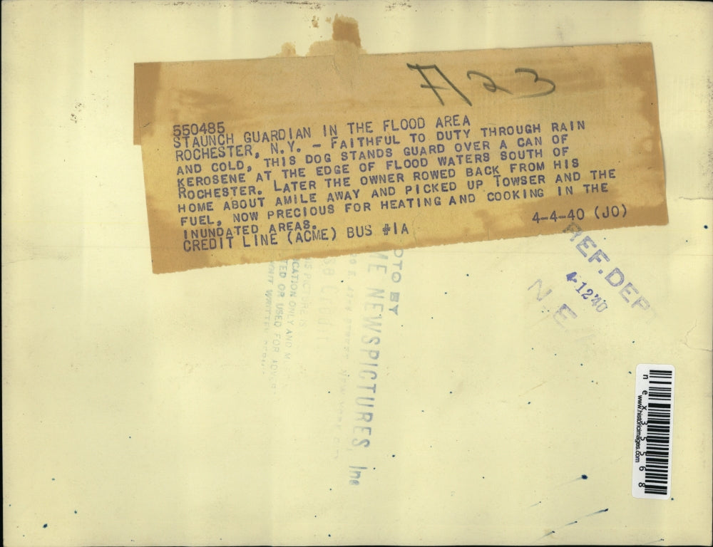 1940 Press Photo Dog stands guard over a can of kerosene at edge of flood waters