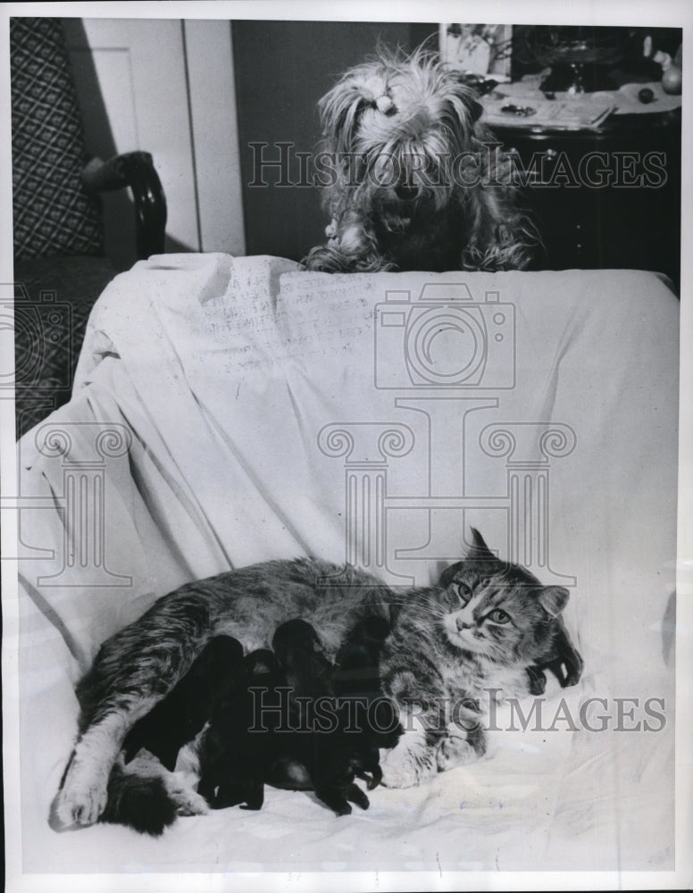 Load image into Gallery viewer, 1952 Press Photo "Roberta" the Cat Nurses Yorkshire Terrier Puppies, Minnesota
