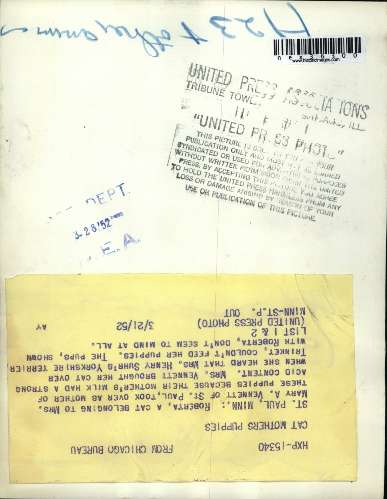 1952 Press Photo "Roberta" the Cat Nurses Yorkshire Terrier Puppies, Minnesota