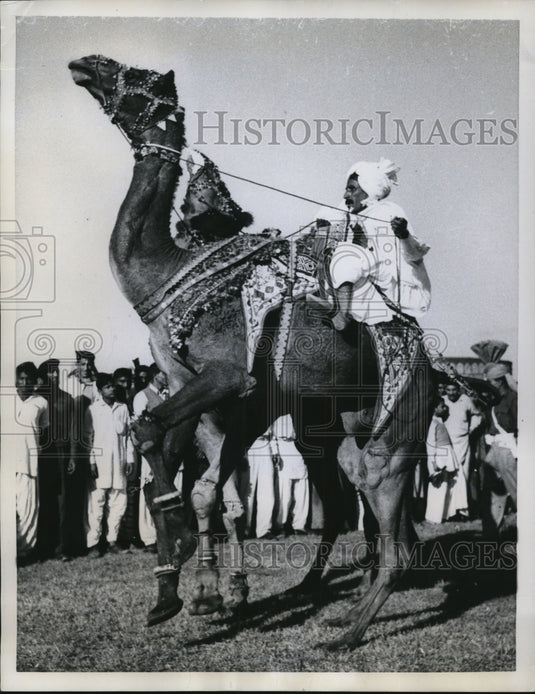 1959 Press Photo Camels on fancy step at Nat'l Horse and Cattle Show in Lahore- Historic Images