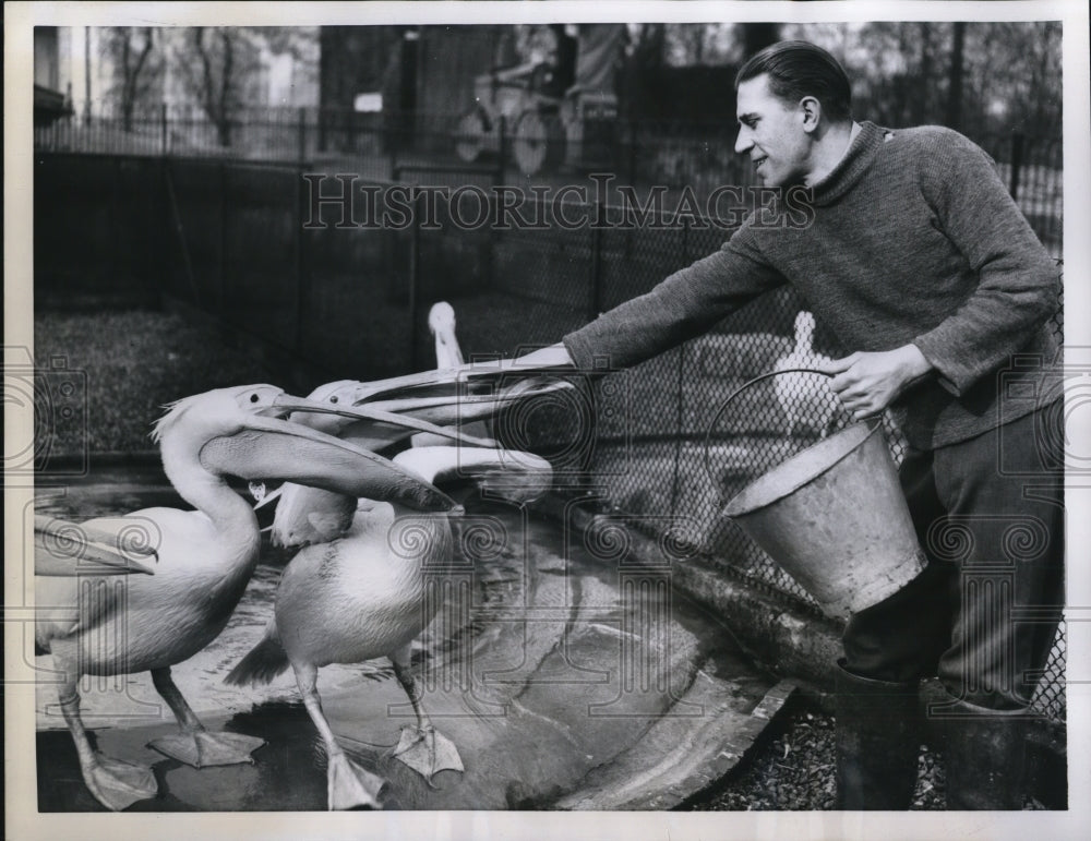 1959 Press Photo Ronald Watkins, feeding the pelicans at the London Zoo