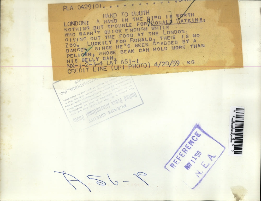 1959 Press Photo Ronald Watkins, feeding the pelicans at the London Zoo