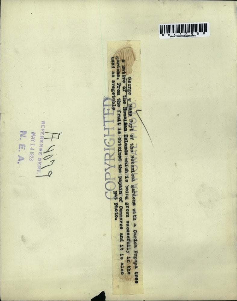 1923 Press Photo George W Hess with Carica Papaya Tree of Hawaii