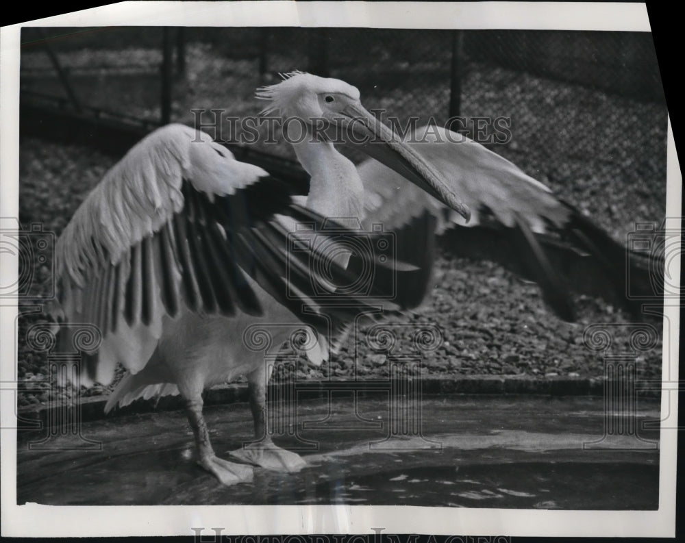 1961 Press Photo London England Regent's Park Zoo Pelicans
