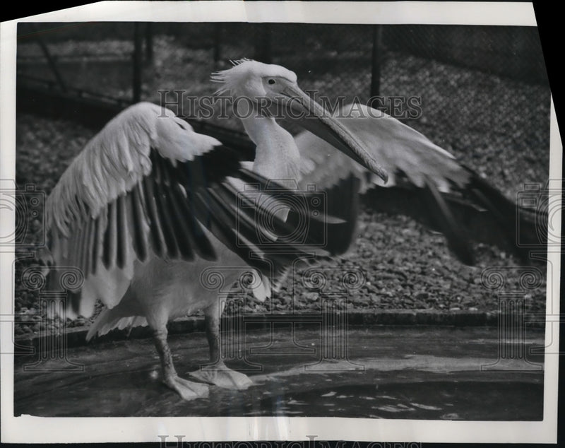 Load image into Gallery viewer, 1961 Press Photo London England Regent's Park Zoo Pelicans
