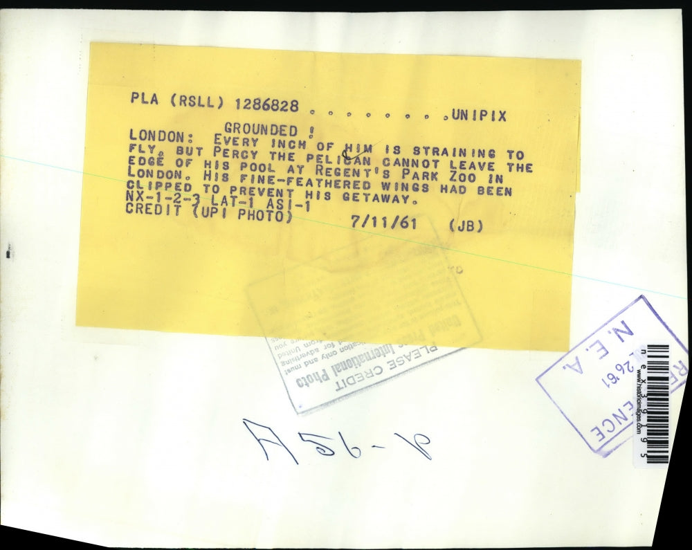 1961 Press Photo London England Regent's Park Zoo Pelicans