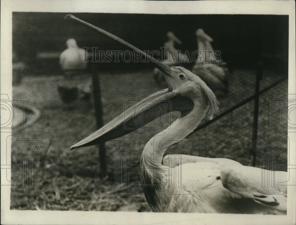 1928 Press Photo Yawning Pelican at the London England Zoo