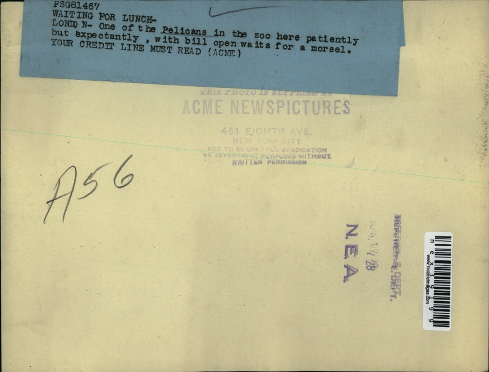 1928 Press Photo Yawning Pelican at the London England Zoo