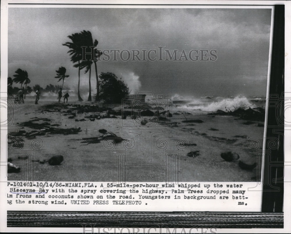 1956 Press Photo 55 MPH Winds Blowing Palm Trees, Biscayne Bay, Miami Florida