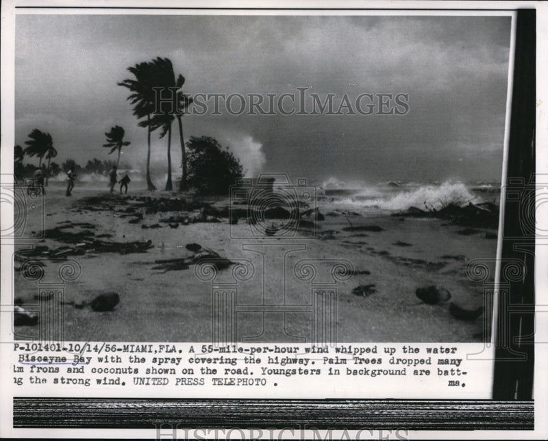 Load image into Gallery viewer, 1956 Press Photo 55 MPH Winds Blowing Palm Trees, Biscayne Bay, Miami Florida
