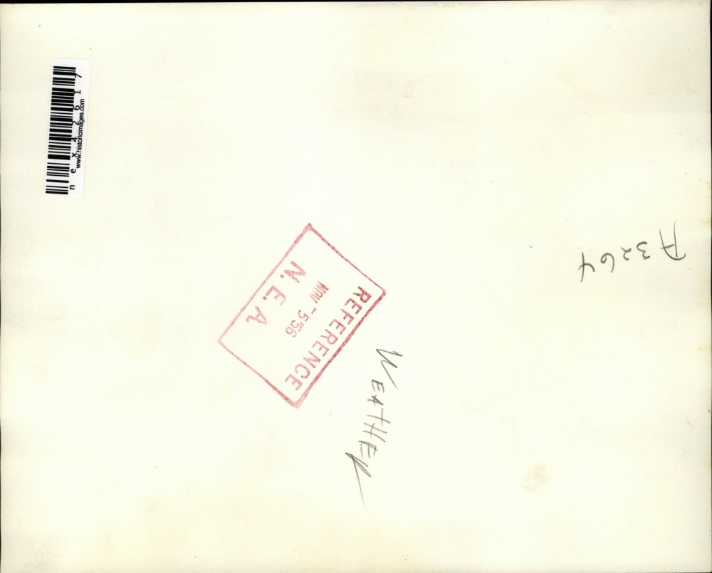 1956 Press Photo 55 MPH Winds Blowing Palm Trees, Biscayne Bay, Miami Florida