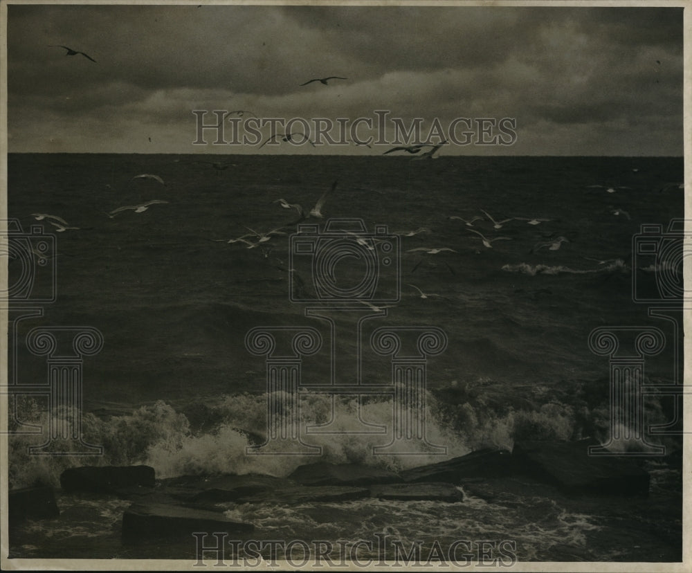 1940 Press Photo Gordon Park & seagulls flying over waves