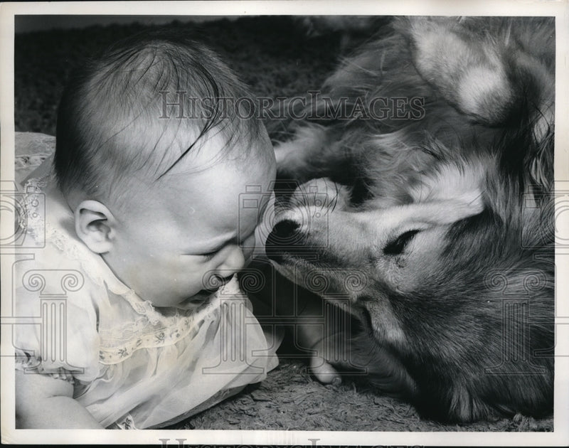Load image into Gallery viewer, 1962 Press Photo Little Laurie Ulm and a Collie Dog
