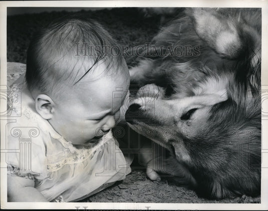 1962 Press Photo Little Laurie Ulm and a Collie Dog