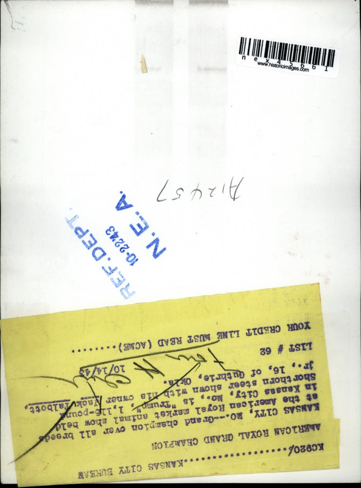 1943 Press Photo Grand champion Trump, Short-horn steer w/ owner Jack Talbott Jr