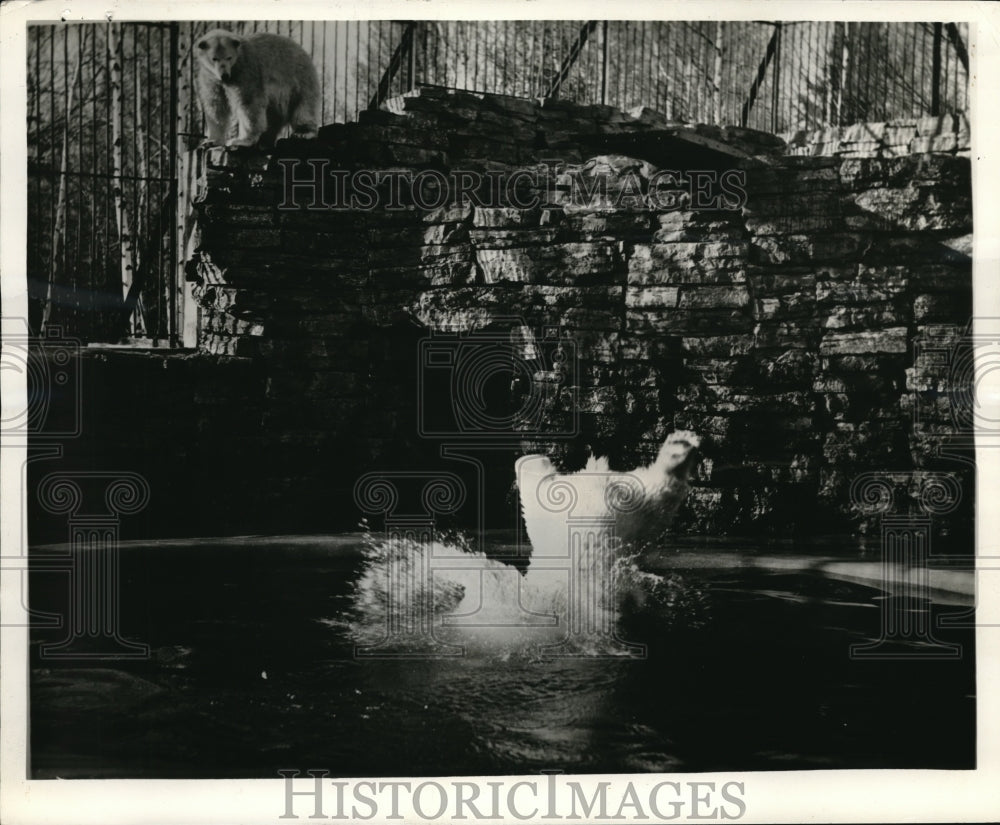 1938 Press Photo Quebec Zoo Caesar & Fanny the polar bears