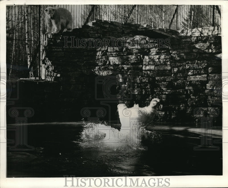 Load image into Gallery viewer, 1938 Press Photo Quebec Zoo Caesar &amp; Fanny the polar bears
