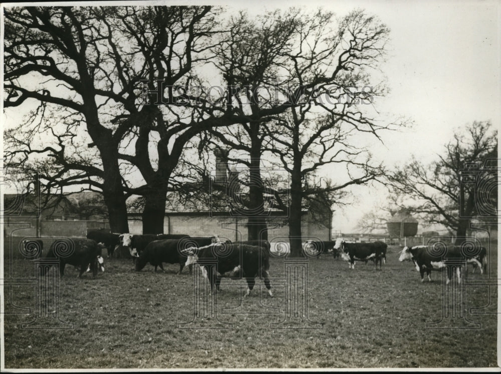 1930 Press Photo King Cattle Herd Flemish Farm Royal Farm Herefords Old Windsor