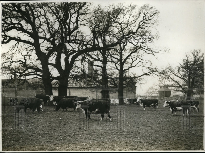 Load image into Gallery viewer, 1930 Press Photo King Cattle Herd Flemish Farm Royal Farm Herefords Old Windsor
