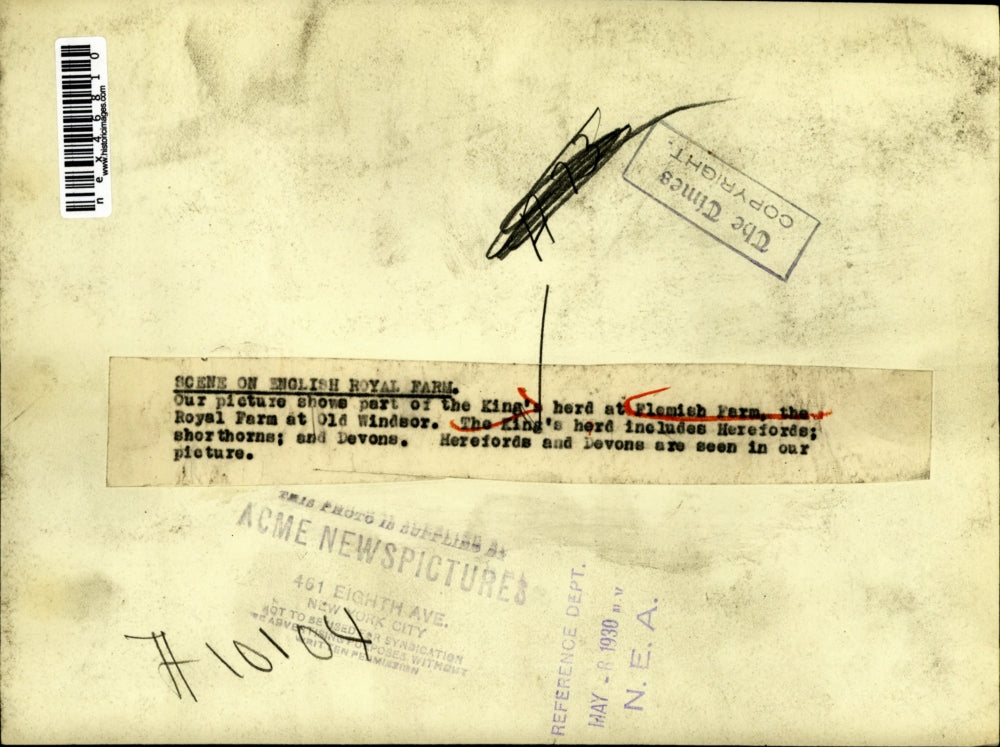 1930 Press Photo King Cattle Herd Flemish Farm Royal Farm Herefords Old Windsor