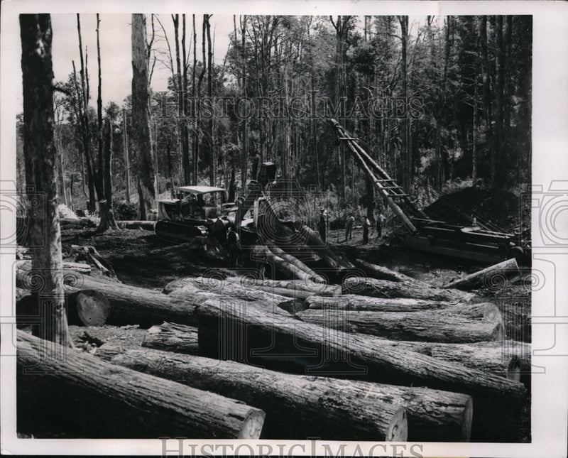 Load image into Gallery viewer, 1950 Press Photo Panquipulli Chile trees felled by modern machinery
