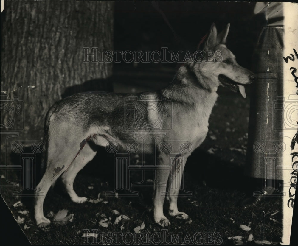 1924 Press Photo Gloria, the police dog owned by Miss Pensy Ireland