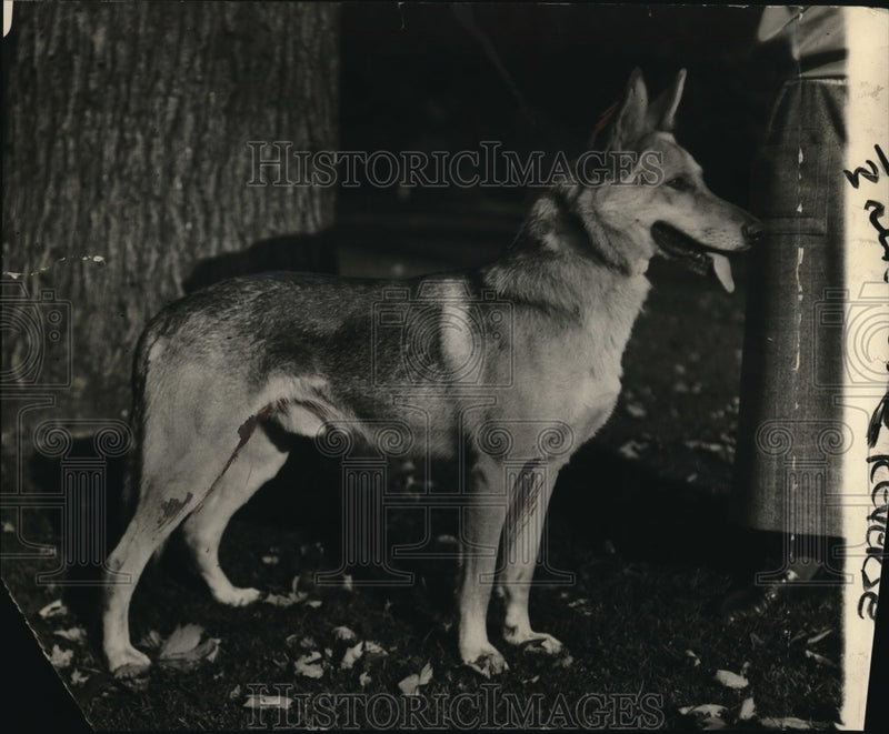 Load image into Gallery viewer, 1924 Press Photo Gloria, the police dog owned by Miss Pensy Ireland
