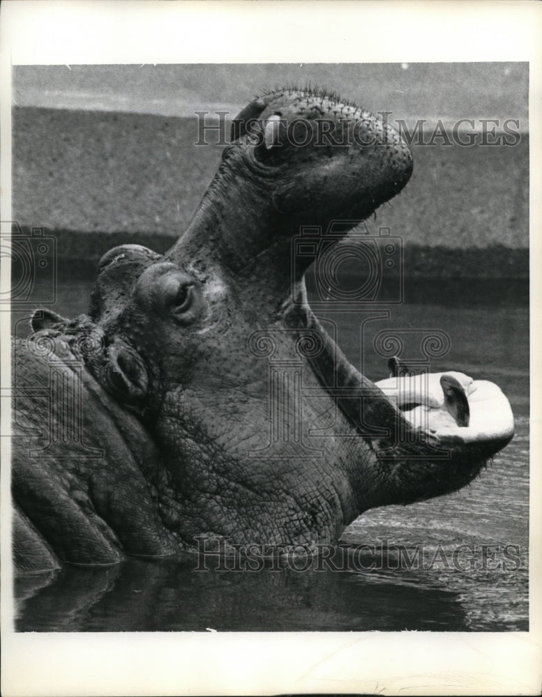 1974 Press Photo St Louis Mo a hippo at the zoo