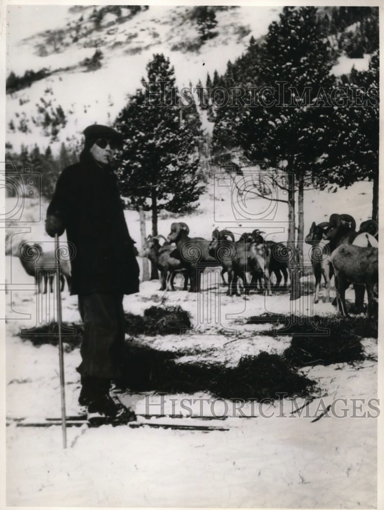 1936 Press Photo Glacier National Park Rocky Mt sheep & caretaker