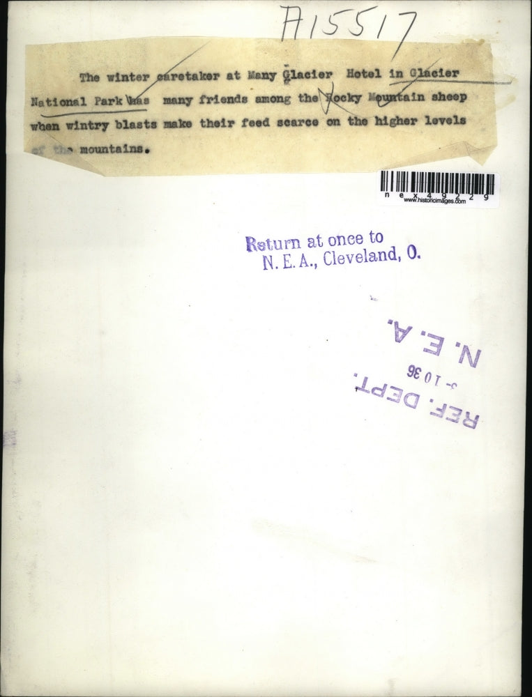 1936 Press Photo Glacier National Park Rocky Mt sheep & caretaker