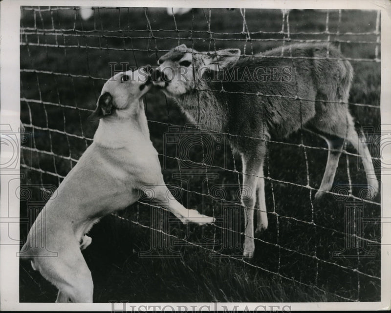 Load image into Gallery viewer, 1938 Press Photo Pat the terrier and Gerry, a doe, friends at Mooney Grove Park
