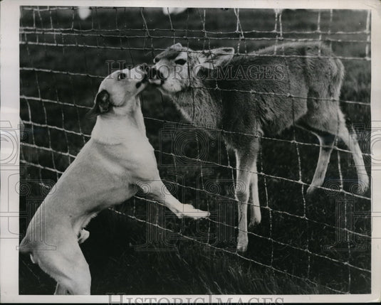 1938 Press Photo Pat the terrier and Gerry, a doe, friends at Mooney Grove Park