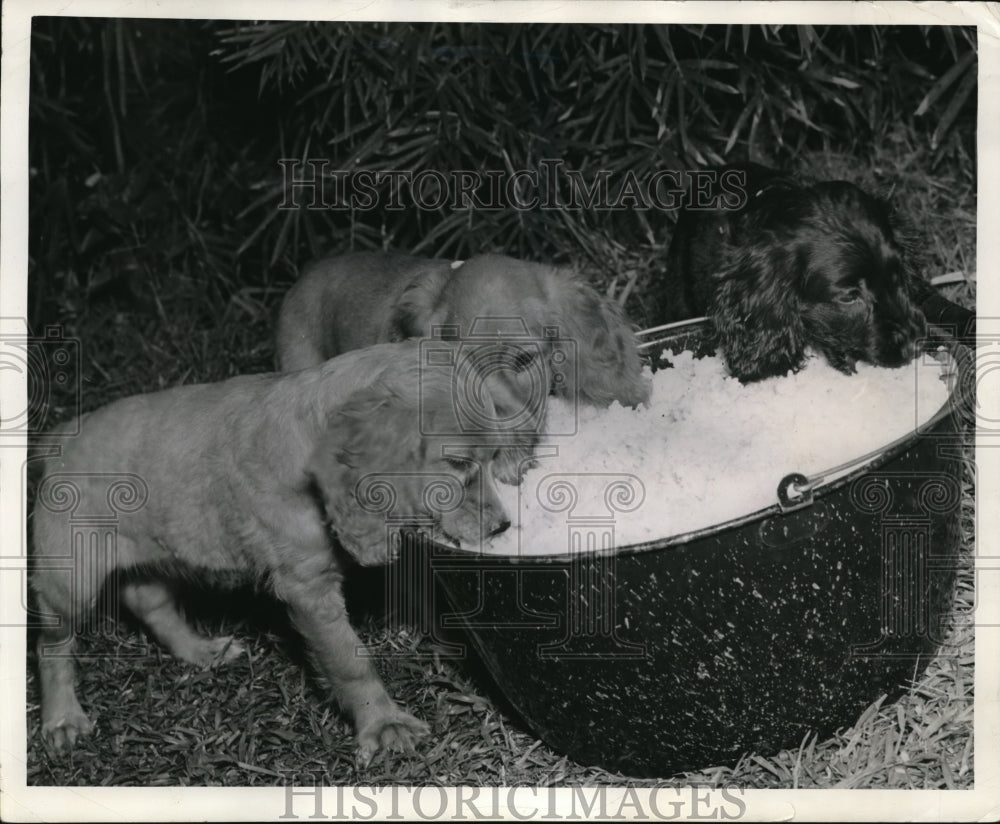 1941 Press Photo Cocker Spaniel puppies in Crowley La eating rice
