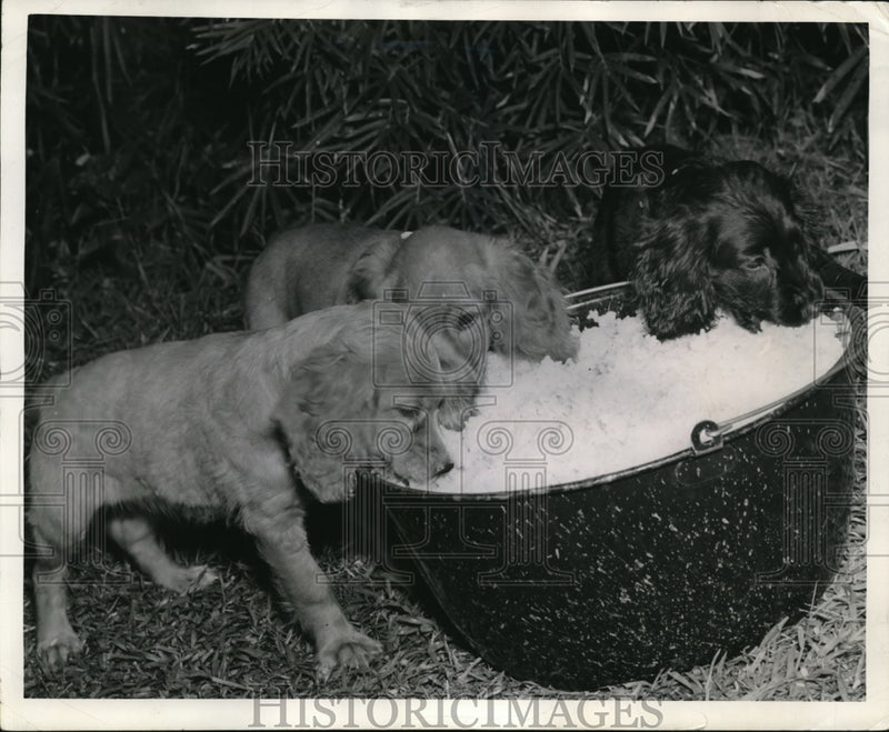 Load image into Gallery viewer, 1941 Press Photo Cocker Spaniel puppies in Crowley La eating rice
