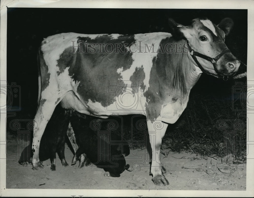 1941 Press Photo Raymond Norman guernsey cow gives 3 gallons milk a day