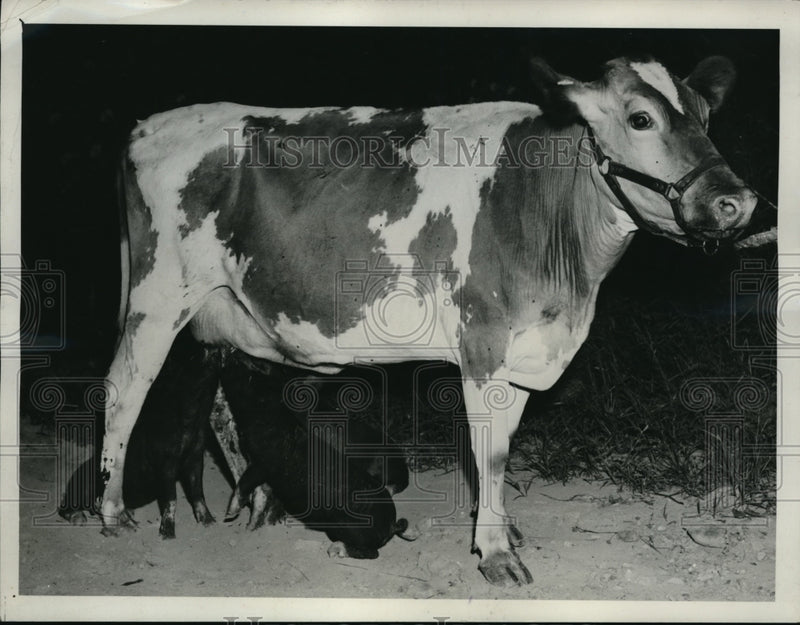 Load image into Gallery viewer, 1941 Press Photo Raymond Norman guernsey cow gives 3 gallons milk a day
