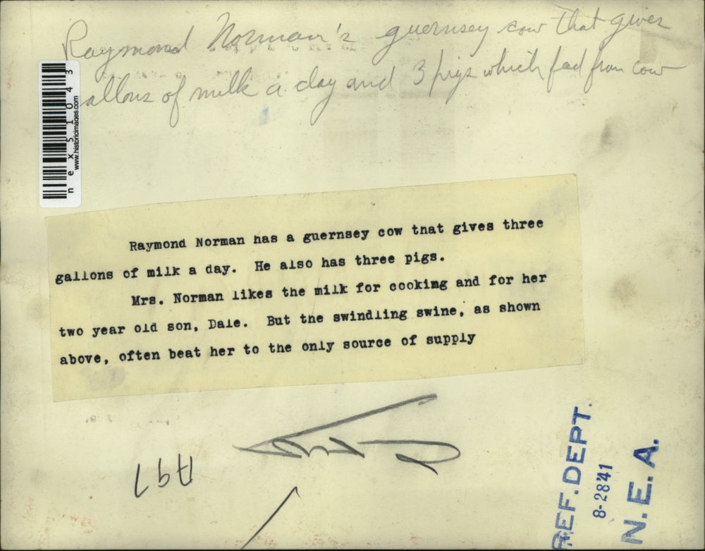 1941 Press Photo Raymond Norman guernsey cow gives 3 gallons milk a day