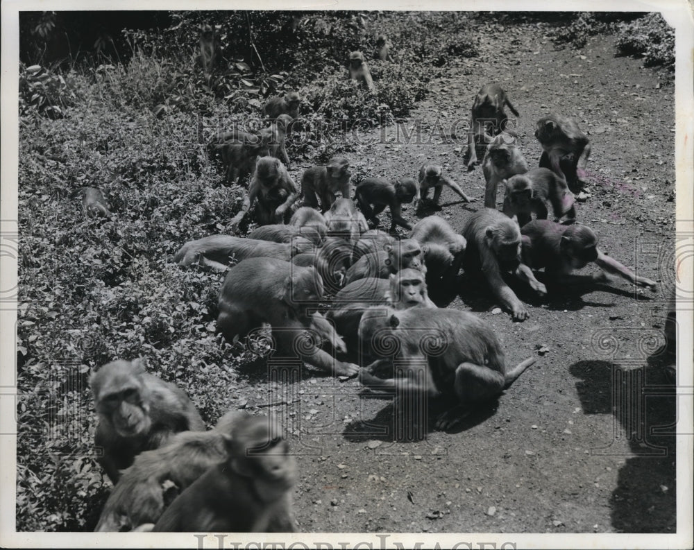 1960 Press Photo large group of monkeys at a feeding area